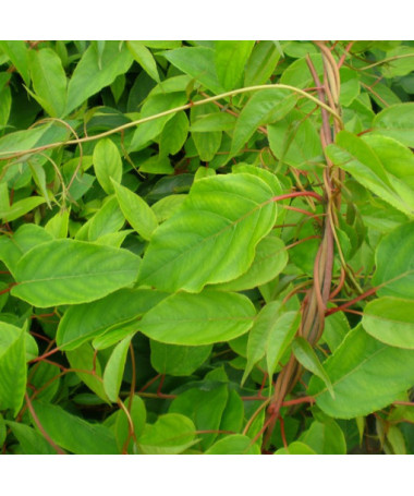 Kivi Aktinīdija Apputeksnētājs Vīrišķais (asu lapu) P9/C1