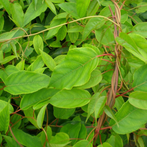 Kivi Aktinīdija Apputeksnētājs Vīrišķais (asu lapu) P9/C1