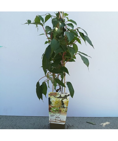 Kivi Aktinīdija Apputeksnētājs Vīrišķais (asu lapu) P9/C1