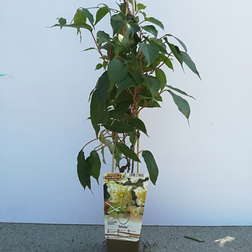 Kivi Aktinīdija Apputeksnētājs Vīrišķais (asu lapu) P9/C1