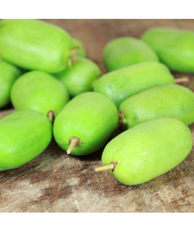 Kivi Aktinīdija Kokuwa (asu lapu) PAŠAPPUTEKSNĒJOŠA P9/C1