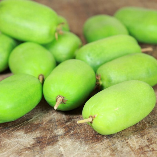 Kivi Aktinīdija Kokuwa (asu lapu) PAŠAPPUTEKSNĒJOŠA P9/C1