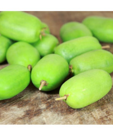 Kivi Aktinīdija Kokuwa (asu lapu) PAŠAPPUTEKSNĒJOŠA P9/C1