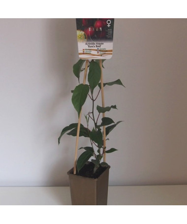 Kivi Aktinīdija 'Ken's Red' (šaurlapu) P9/C1