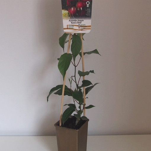 Kivi Aktinīdija 'Ken's Red' (šaurlapu) P9/C1