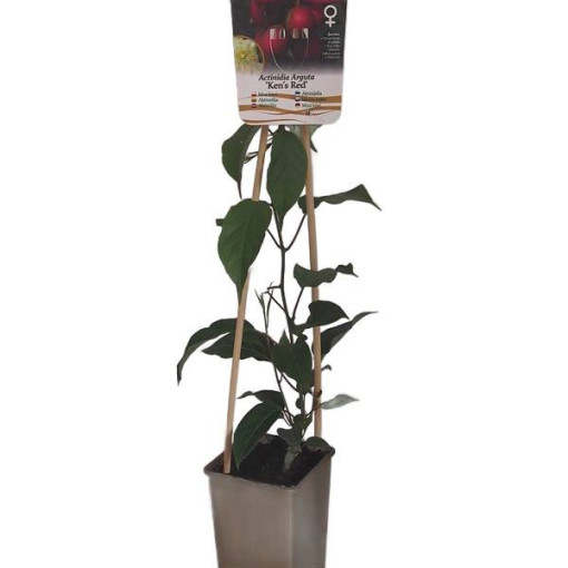 Kivi Aktinīdija 'Ken's Red' (šaurlapu) P9/C1