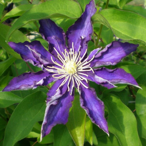 Clematis Hakuookan (lielziedu) tilp. 4L