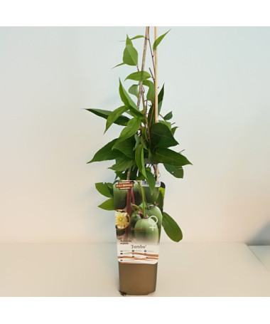 Kivi Aktinīdija Jumbo (izturīga) P9/C1