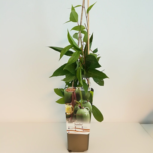 Kivi Aktinīdija Jumbo (izturīga) P9/C1