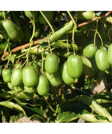 Kivi Aktinīdija Issai (izturīga) PAŠAPPUTEKSNĒJOŠA P9/C1