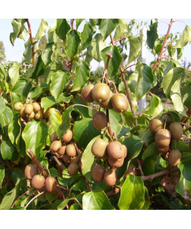 Kivi Aktinīdija Geneva (izturīga) P9/C1