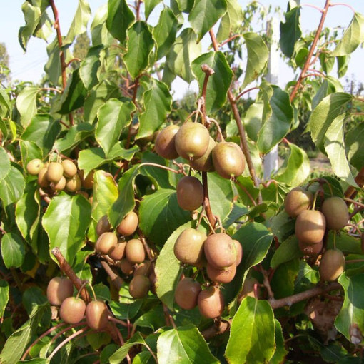 Kivi Aktinīdija Geneva (izturīga) P9/C1