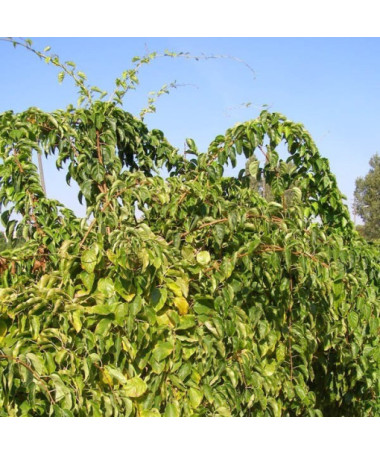 Kivi Aktinīdija Geneva (izturīga) P9/C1