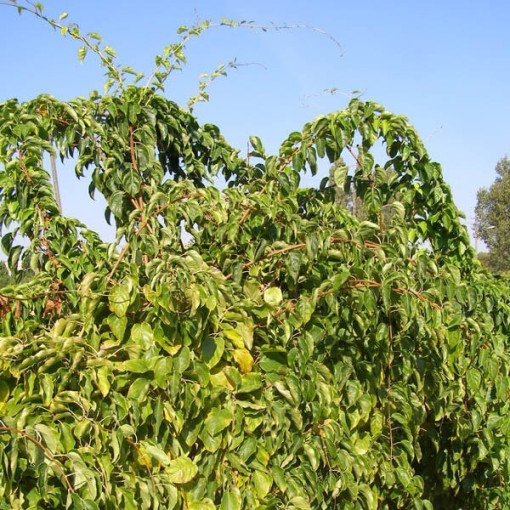 Kivi Aktinīdija Geneva (izturīga) P9/C1