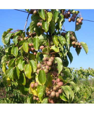 Kivi Aktinīdija Dr Szymanowski (raiblapu) P9/C1