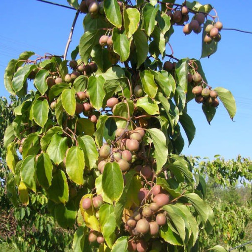 Kivi Aktinīdija Dr Szymanowski (raiblapu) P9/C1