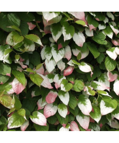 Kivi Aktinīdija Dr Szymanowski (raiblapu) P9/C1