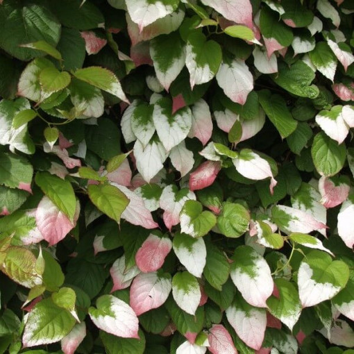 Kivi Aktinīdija Dr Szymanowski (raiblapu) P9/C1