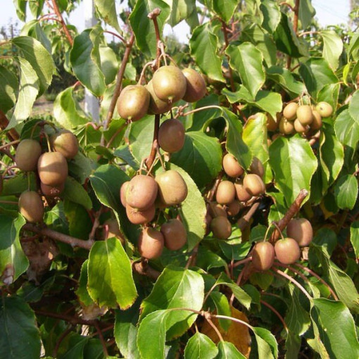 Kivi Aktinīdija Dr Szymanowski (raiblapu) P9/C1