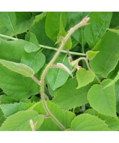 Kivi Aktinīdija deliciosa Jenny PAŠAPPUTEKSNĒJOŠA P9/C1