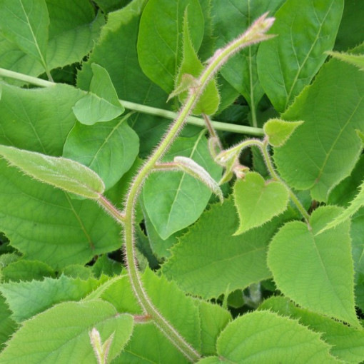 Kivi Aktinīdija deliciosa Jenny PAŠAPPUTEKSNĒJOŠA P9/C1