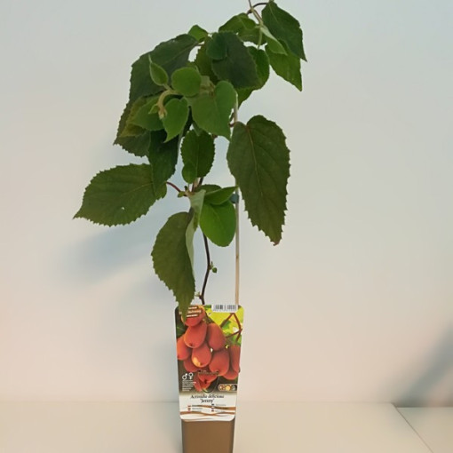 Kivi Aktinīdija deliciosa Jenny PAŠAPPUTEKSNĒJOŠA P9/C1