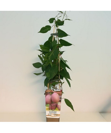 Kivis Actinidia Ananasnaya (aštrialapė)