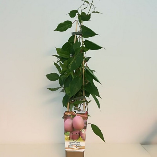 Kivis Actinidia Ananasnaya (aštrialapė)