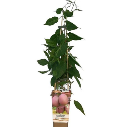 Kivis Actinidia Ananasnaya (aštrialapė)