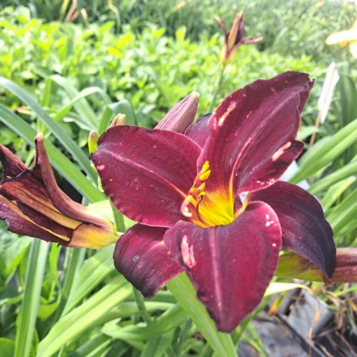Dienlilija Dark Passion 2L