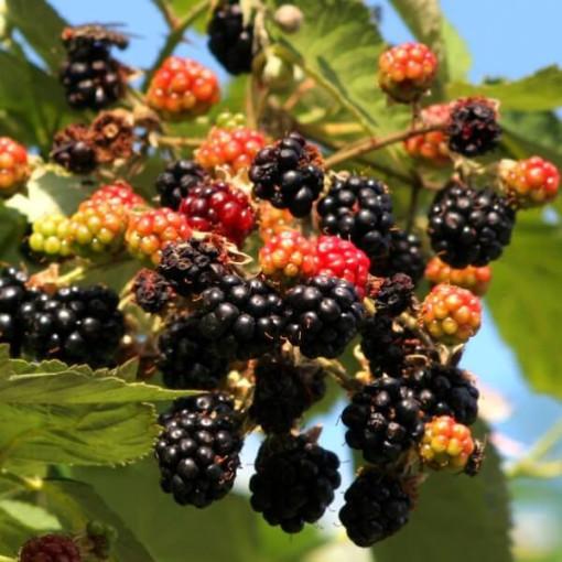 Kazene 'Tricolor' P9/C1