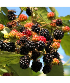 Kazene 'Tricolor' P9/C1