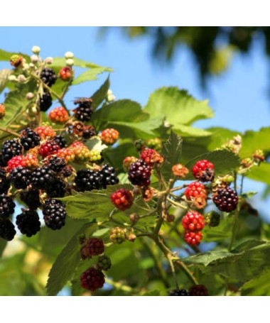 Kazene 'Tricolor' P9/C1