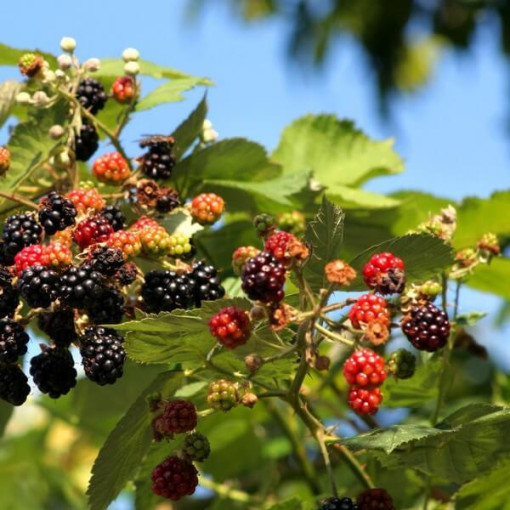 Kazene 'Tricolor' P9/C1