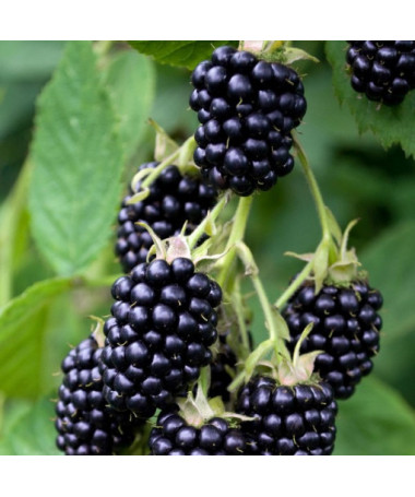 Bebruogių krūmas be spyglių 'Triple Crown'