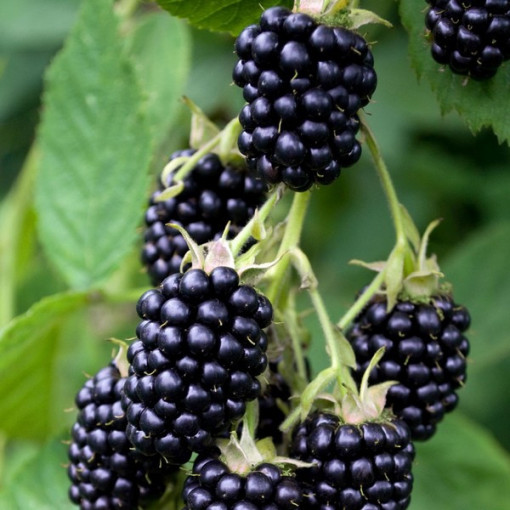 Bebruogių krūmas be spyglių 'Triple Crown'