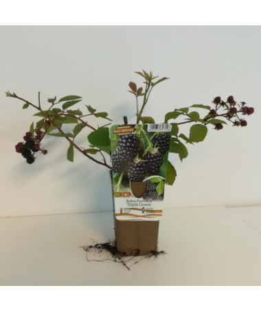 Bebruogių krūmas be spyglių 'Triple Crown'