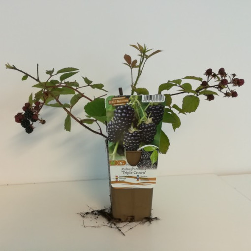 Bebruogių krūmas be spyglių 'Triple Crown'