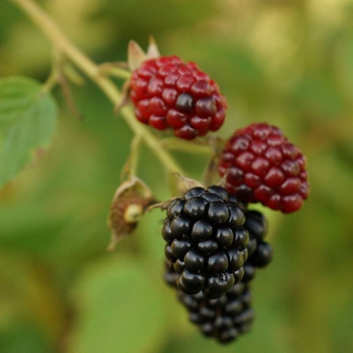 Bezdzelkņu kazene 'Thornfree' P9/C1