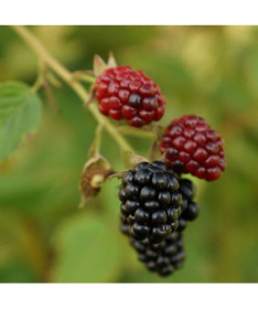 Bezdzelkņu kazene 'Thornfree' P9/C1