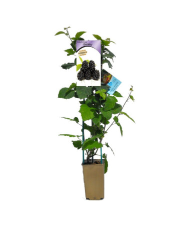 Bezdzelkņu kazene 'Thornfree' P9/C1