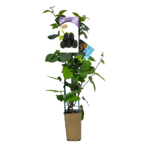 Bezdzelkņu kazene 'Thornfree' P9/C1