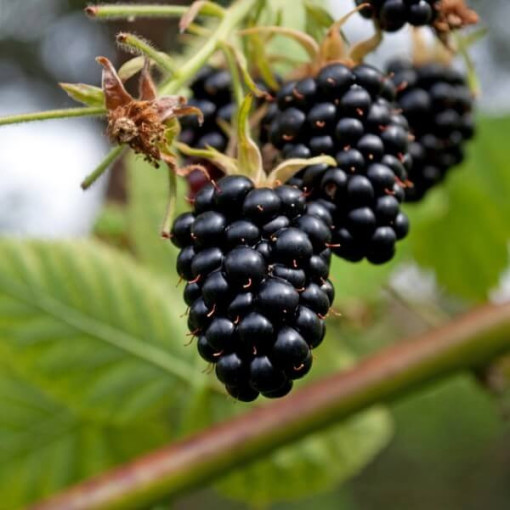 Bespikė gervuogė 'Navaho'