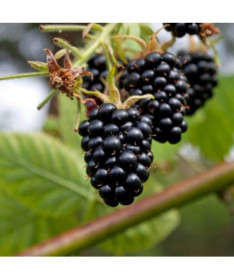 Bespikė gervuogė 'Navaho'