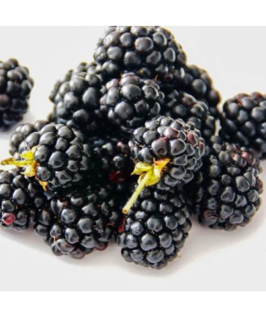 Bespikė gervuogė 'Navaho'