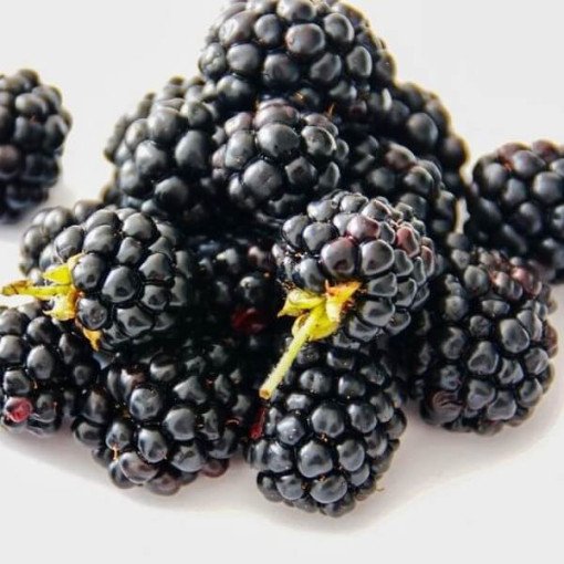 Bespikė gervuogė 'Navaho'