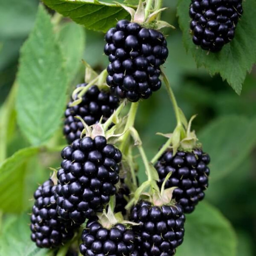 Bespikė gervuogė 'Navaho'