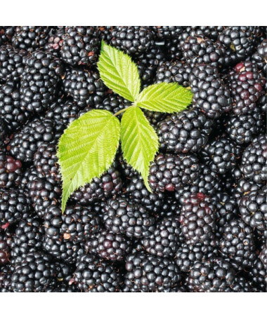 Bezdzelkņu kazene 'Black Satin' P9/C1