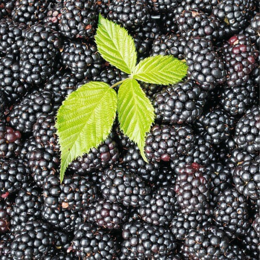 Bezdzelkņu kazene 'Black Satin' P9/C1