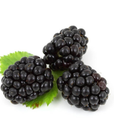 Bezdzelkņu kazene 'Black Satin' P9/C1